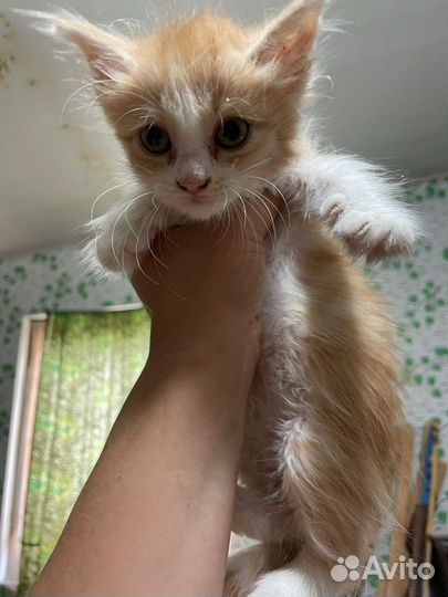 Кошки в добрые руки бесплатно