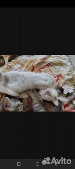 Котёнок девочка