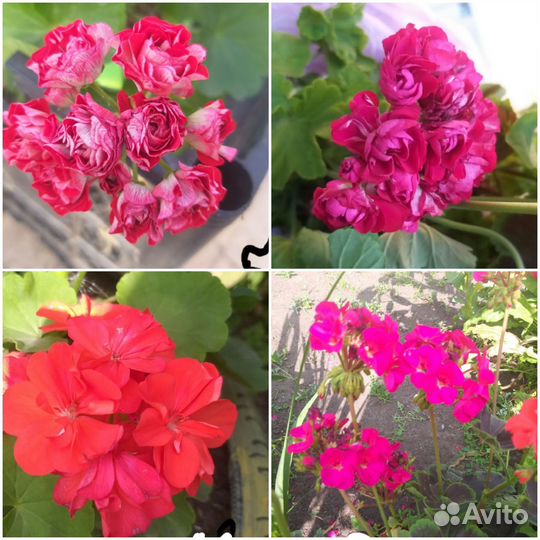 Домашние цветы