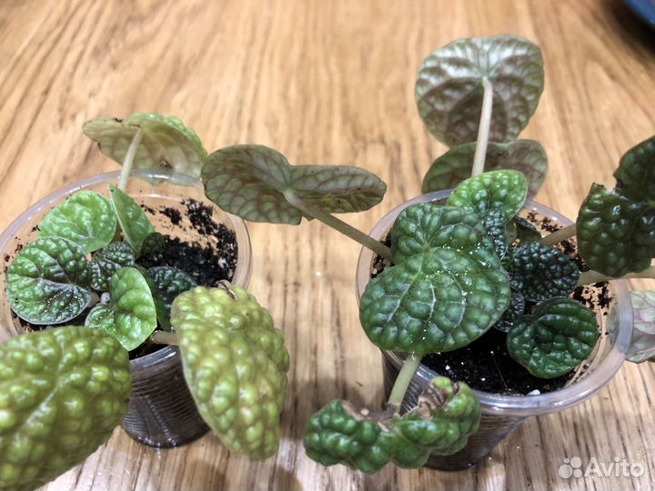 Peperomia Green Bubble/Пеперомия Грин Бабл