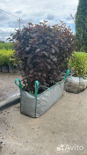 Декоративные растения для сада