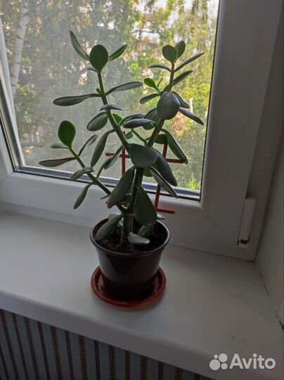 Толстянка(денежное дерево)