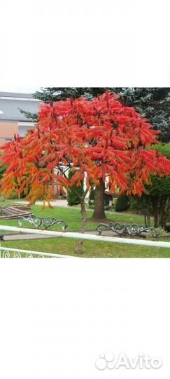 Саженцы сумах