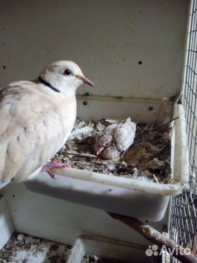 Смеющаяся горлица