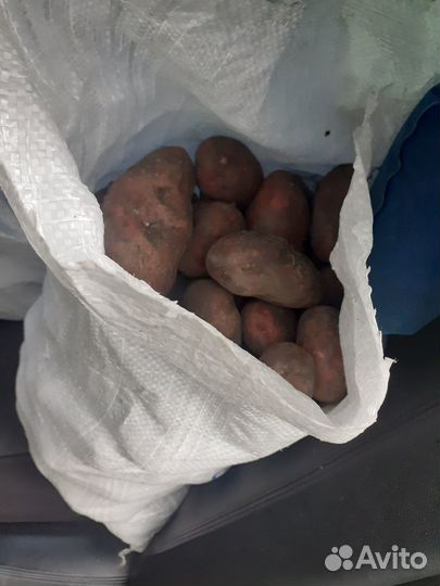 Продам картофель