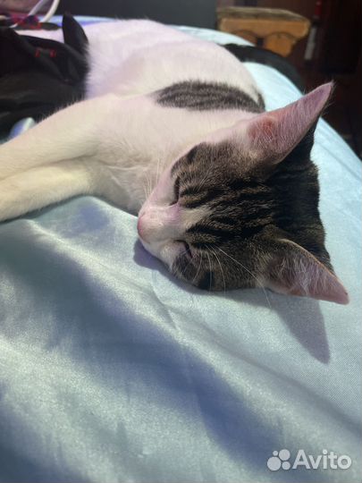 Котенок в добрые руки бесплатно