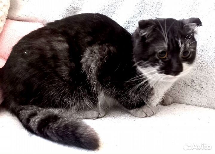 Шотландский вислоухий кот