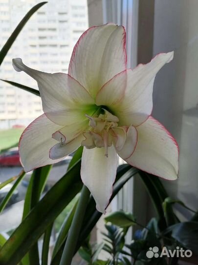 Гиппиаструм