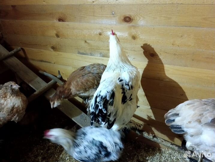 Продам молодых петушков породы Брама