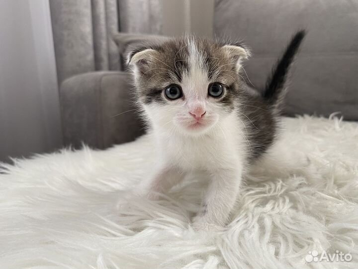 Котенок в добрые руки