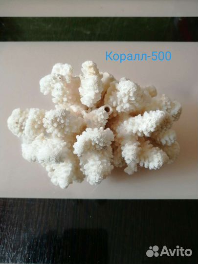 Морские ракушки раковины и коралы