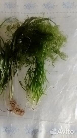 Аквариумные растения