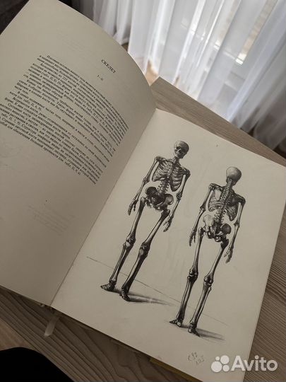 Енё Барчаи анатомия для художников