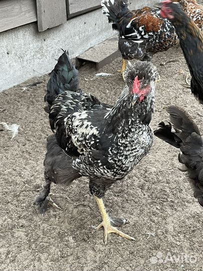 Петух русская хохлатая