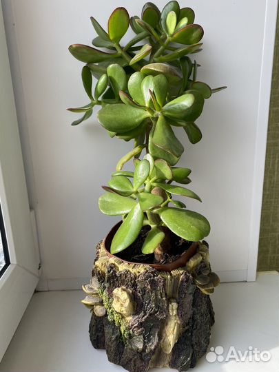 Листайте фото - Денежное дерево, толстянка Хоббит