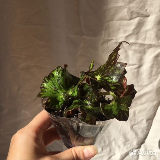 Комнатные цветы растения Бегония