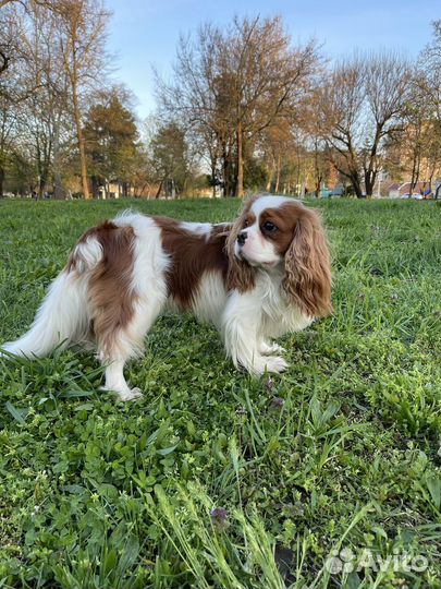 Вязка кавалер кинг чарльз спаниель