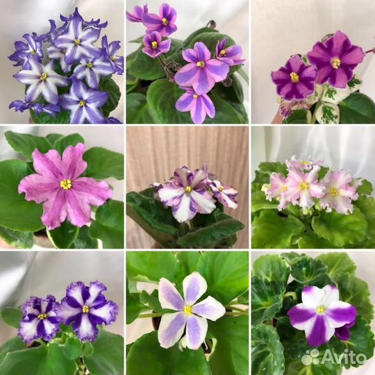 Фиалки, стрептокарпусы, глоксинии