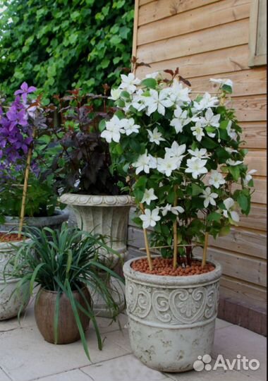 Клематис Baby Star, Blue Light, East River и др.P7