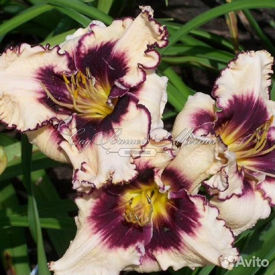 Чудо лилейники