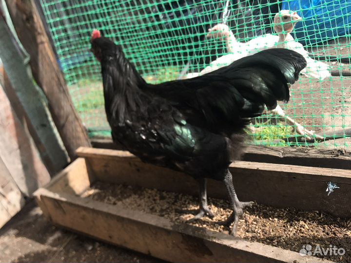 Петухи австролорп