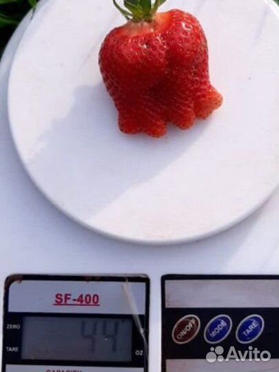 Клубника ремонтантная урожайная