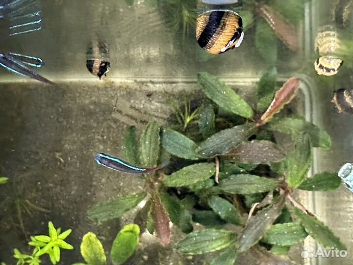 Аквариумные рыбки, сомики, коридорас Штерба