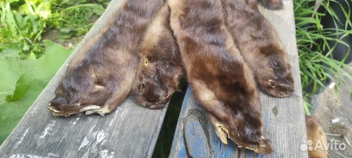 Шкурки соболя чулок