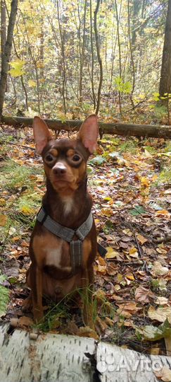 Той-терьер щенки