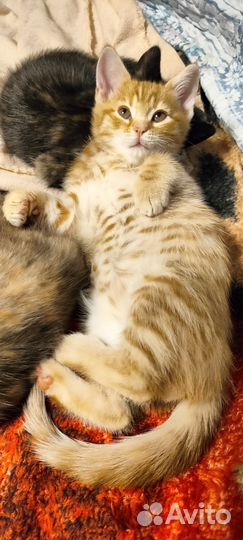 Бенгальская не породистая