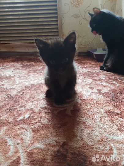 Отдам в добрые руки