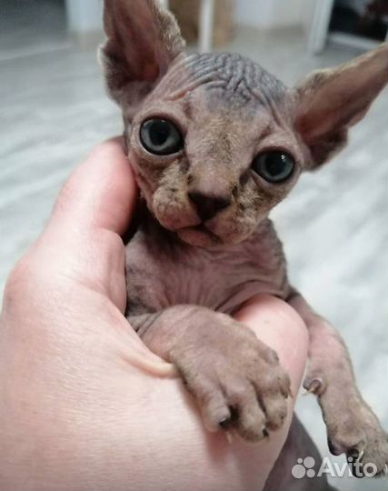 Канадский сфинкс