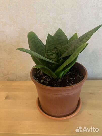 Сансевиерия, фиалка