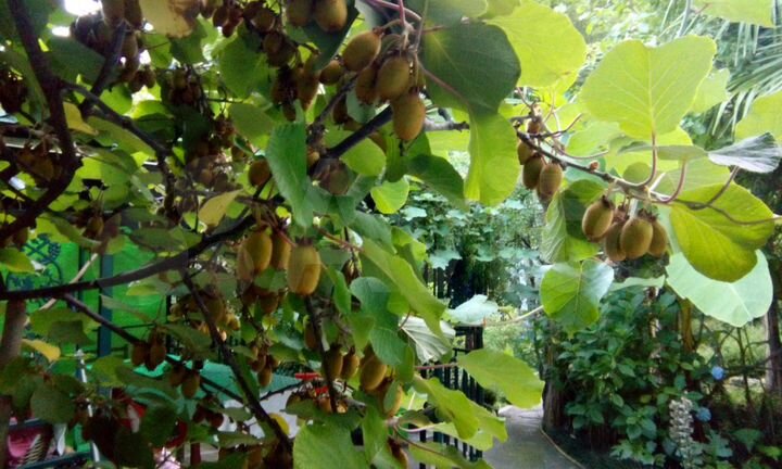 Комната 15 м² в 4-к., 2/2 эт.