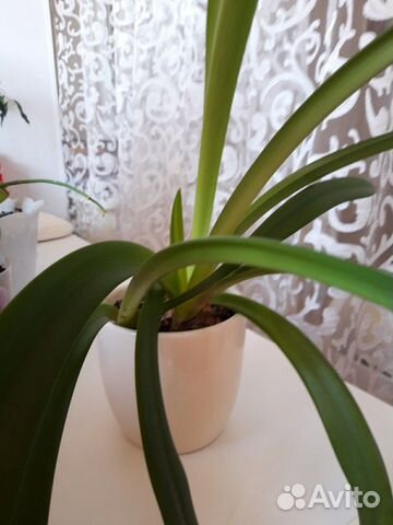 Цветы домашние возможен обмен