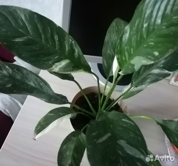 Спатифиллум широколиственный и домино цветущие