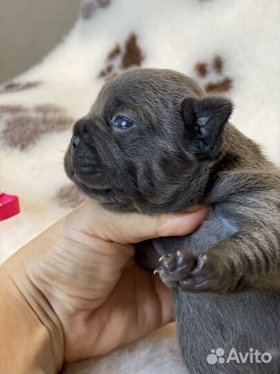 Французский бульдог мини