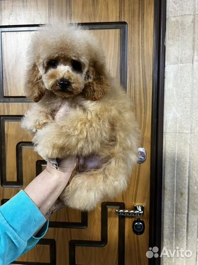 Той-пудель Мальчик РКФ