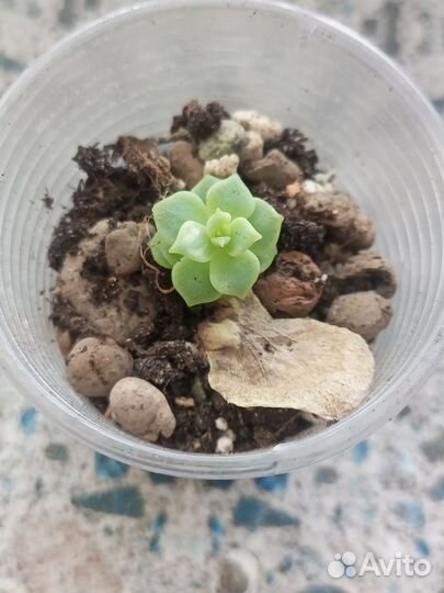 Lola суккулент