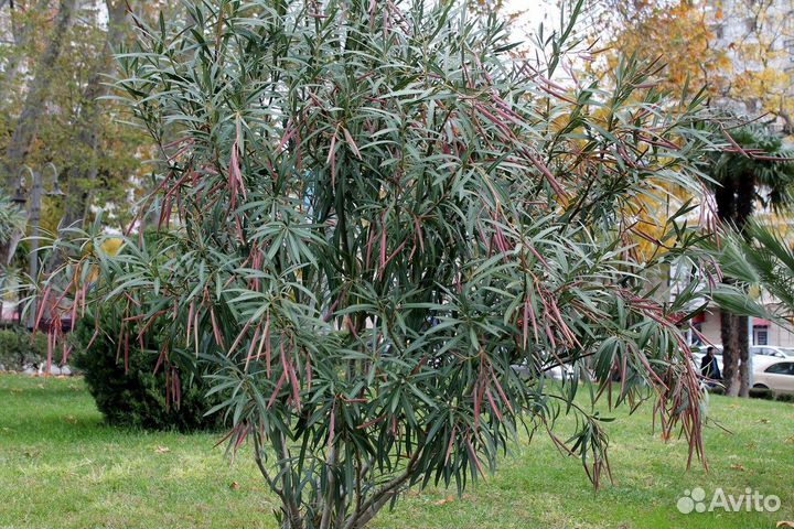Олеандр обыкновенный, семена