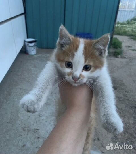 Котенок мальчик