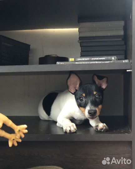 Той фокстерьер