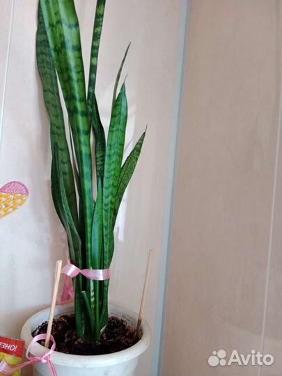 Сансевиерия