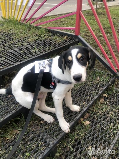 Щенок в добрые руки