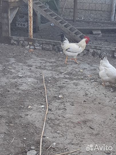 Продам петуха