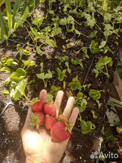 Рассада клубники