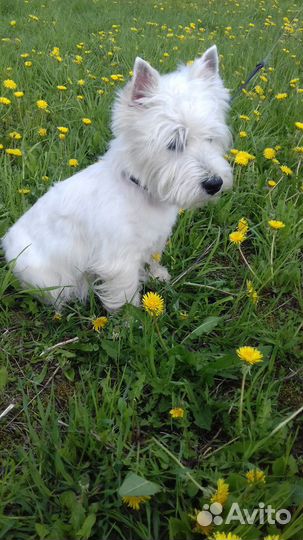 Кобель для вязки