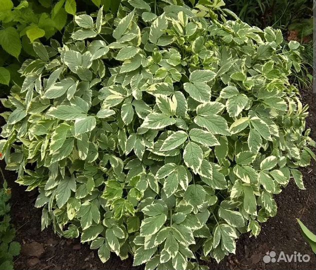 Сныть пестролистная