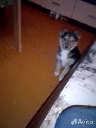 Собака в добрые руки отдам бесплатно