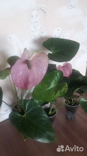 Антуриум кавалли пурпл